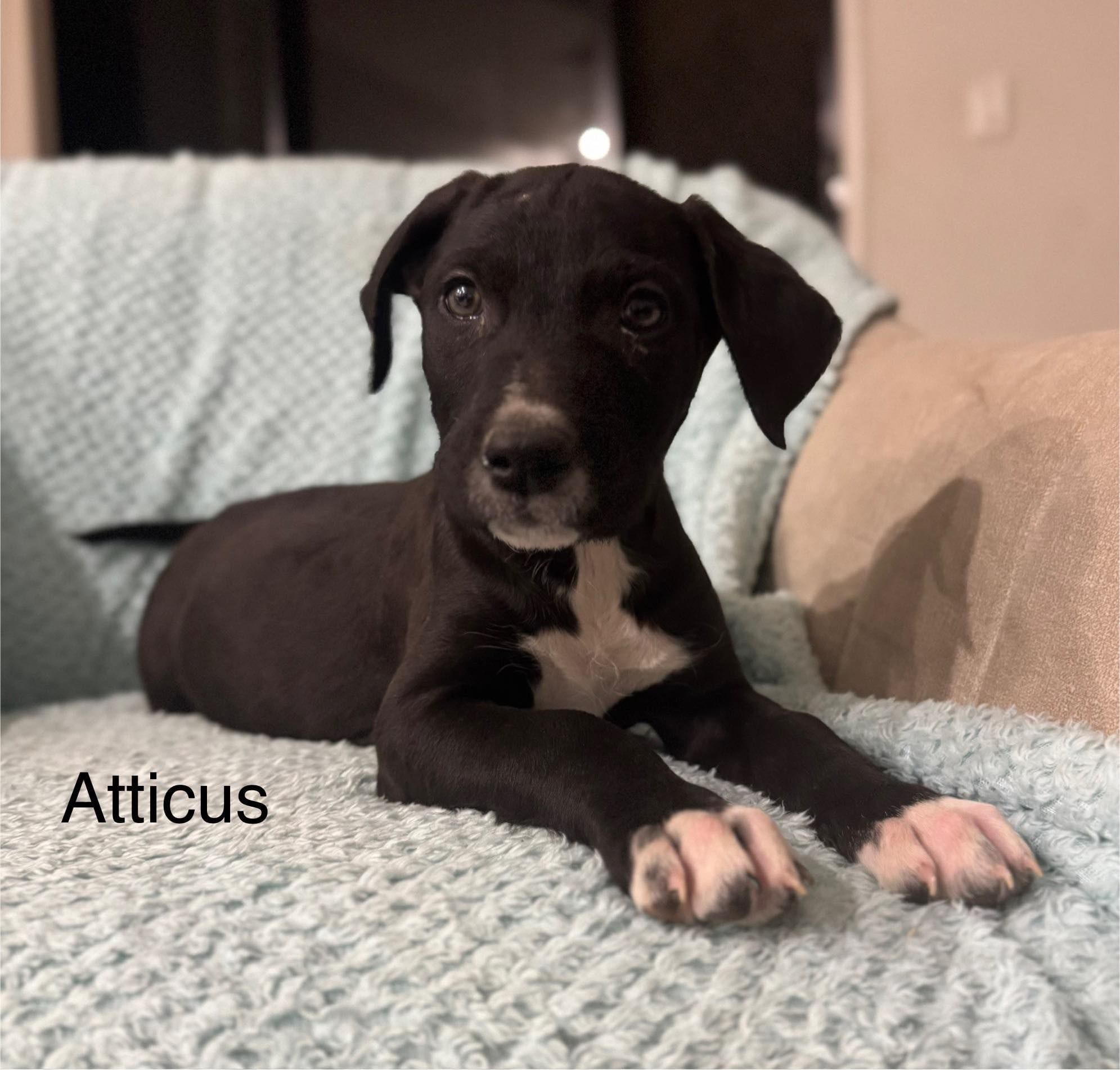 Atticus Atticus